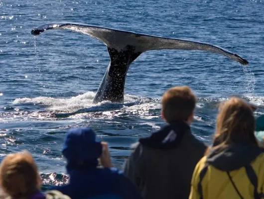 Juneau Whale Watching and Mendenhall Glacier Combo Tour