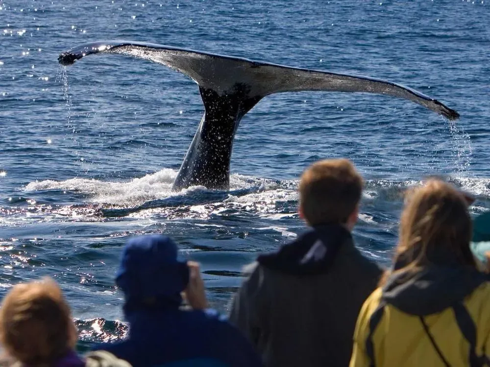 Juneau Whale Watching and Mendenhall Glacier Combo Tour - 1