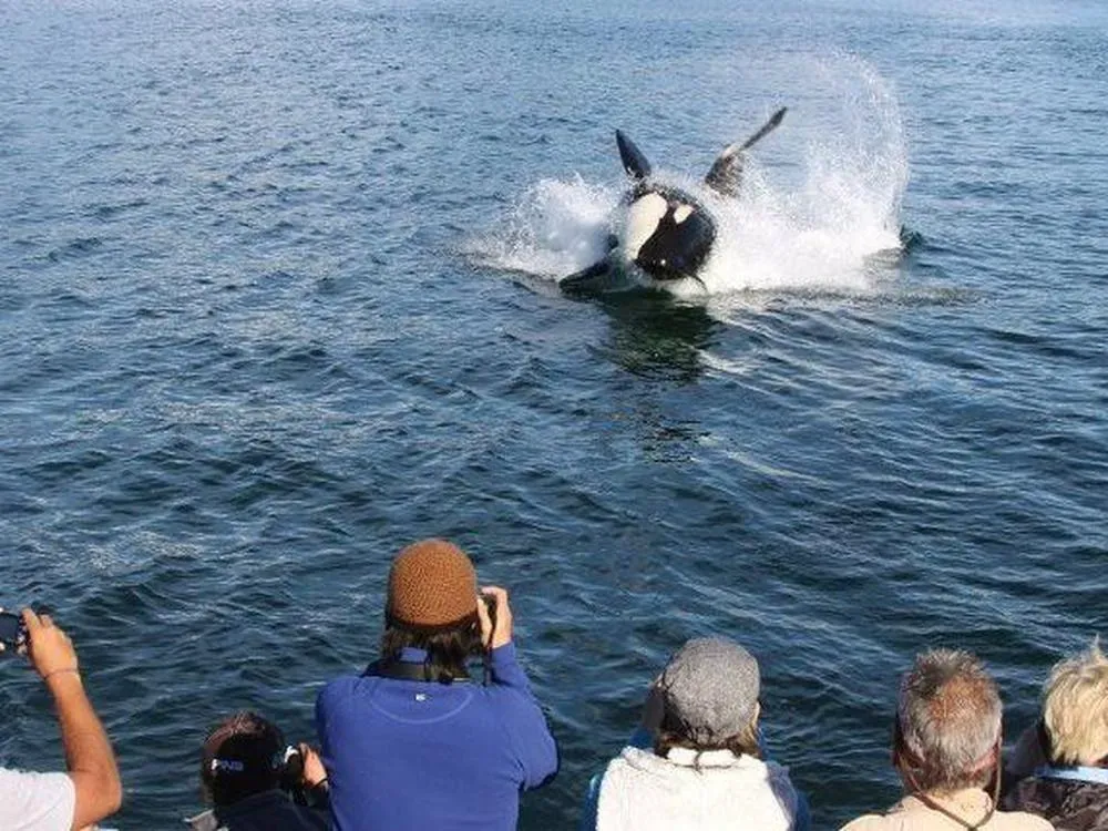 Juneau Whale Watching and Mendenhall Glacier Combo Tour - 4
