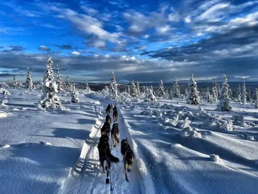 Winter Two Hour Dog Sled Ride