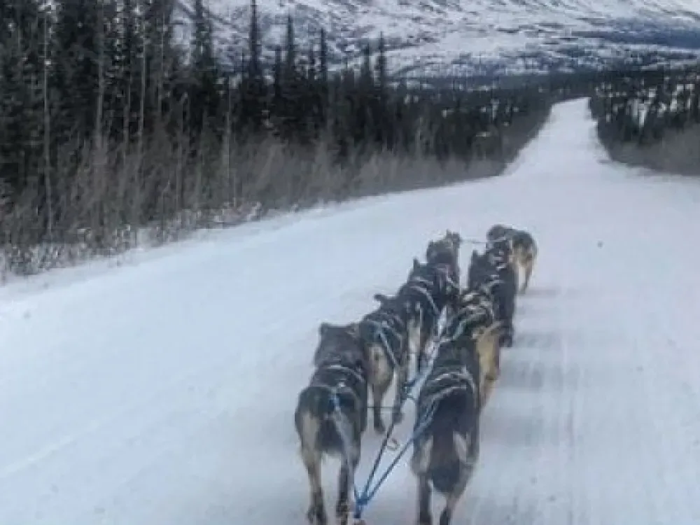 Winter Two Hour Dog Sled Ride - 2