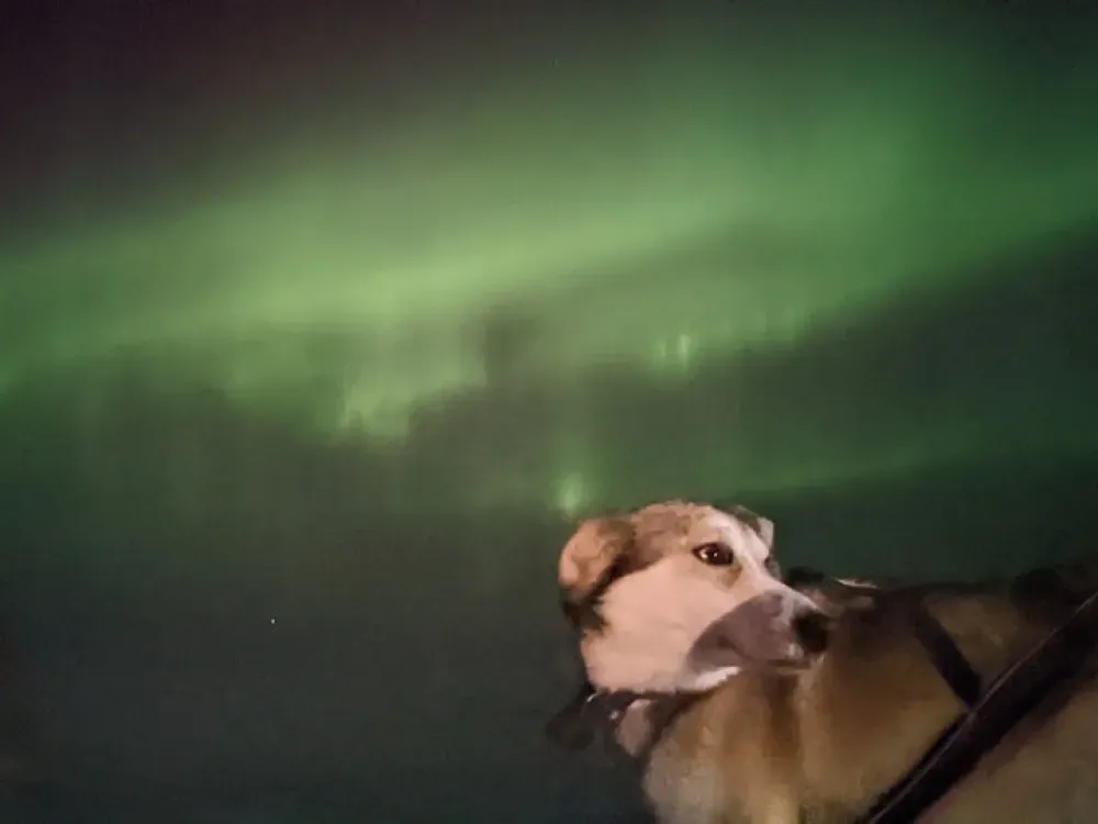 Winter Evening Aurora Mushing Tour - 4