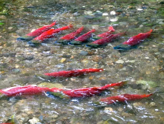 Red (Sockeye) Salmon Guided Fishing Adventure