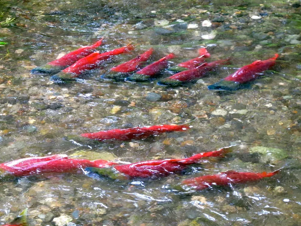 Red (Sockeye) Salmon Guided Fishing Adventure - 1