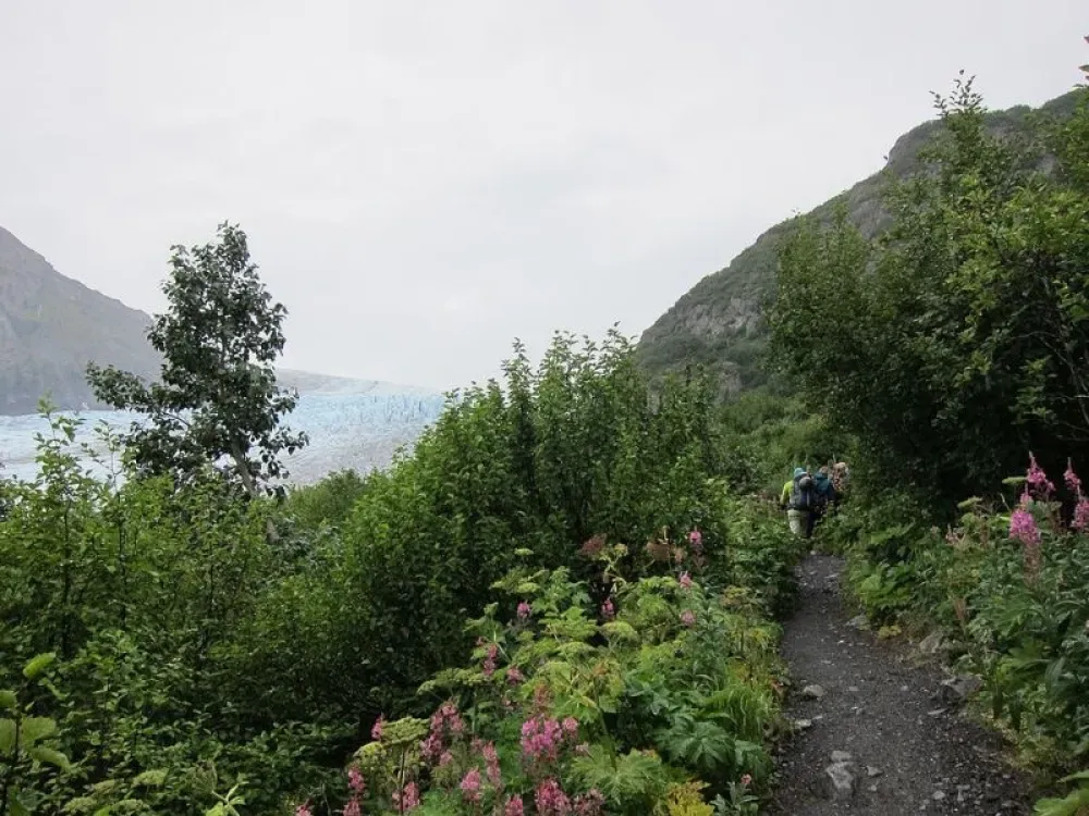 Exit Glacier Nature Hike with Guide - 2