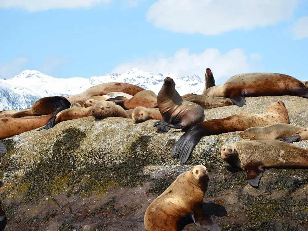 Ocean Raft Wildlife Adventure - 4