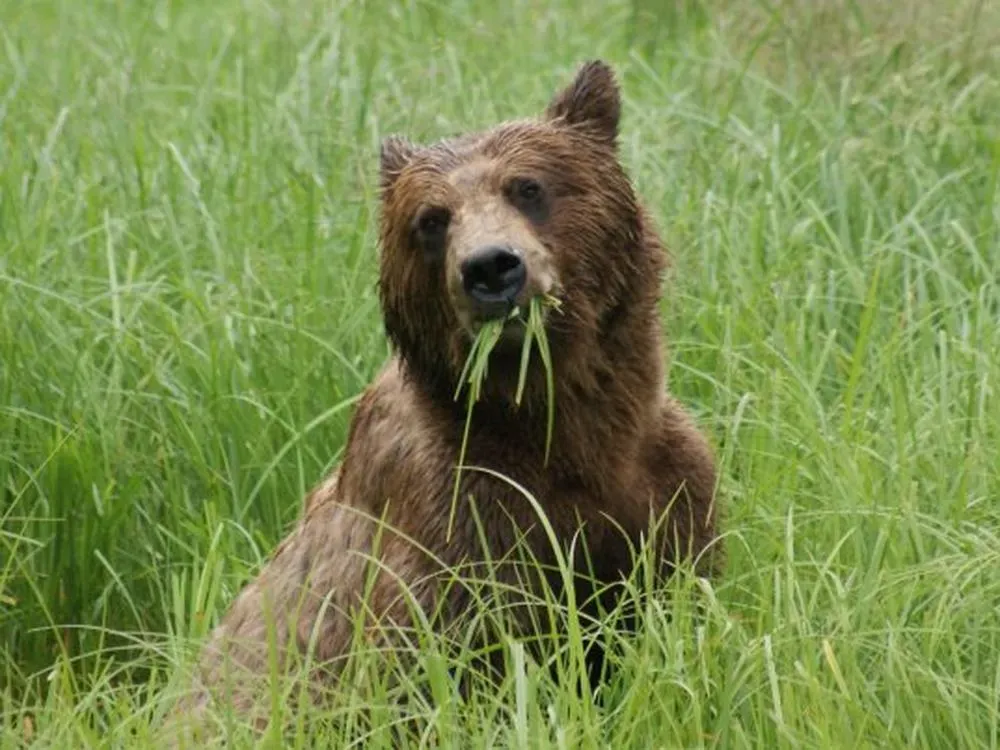 Traitors Cove Bear Viewing Tour - 2