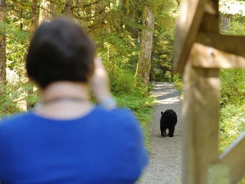 Traitors Cove Bear Viewing Tour - 1