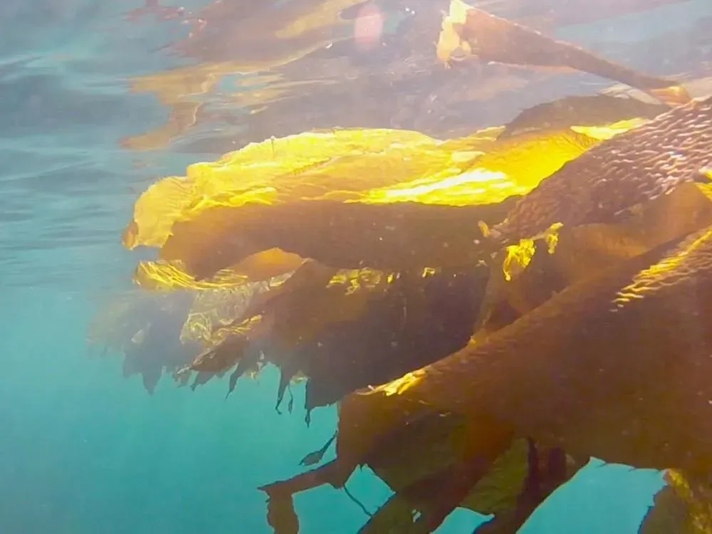 Marine Wildlife Tour - 5