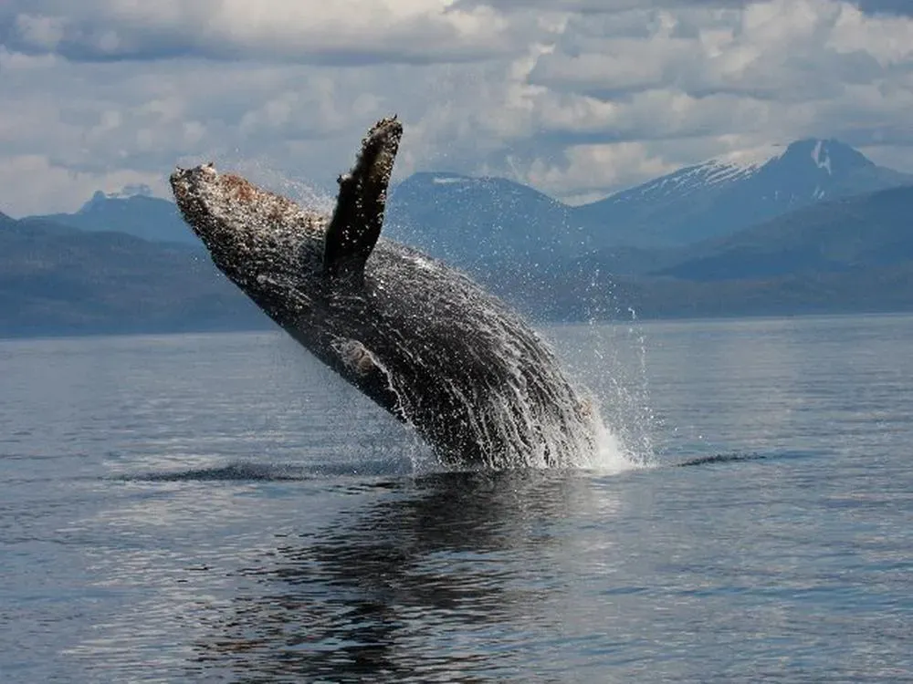 Marine Wildlife Tour - 2