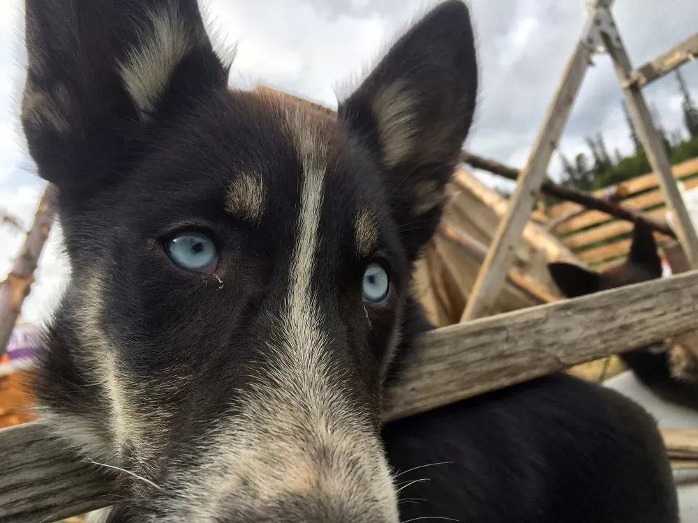 Emerald Lake + Tushi Dog mushing camp - 5