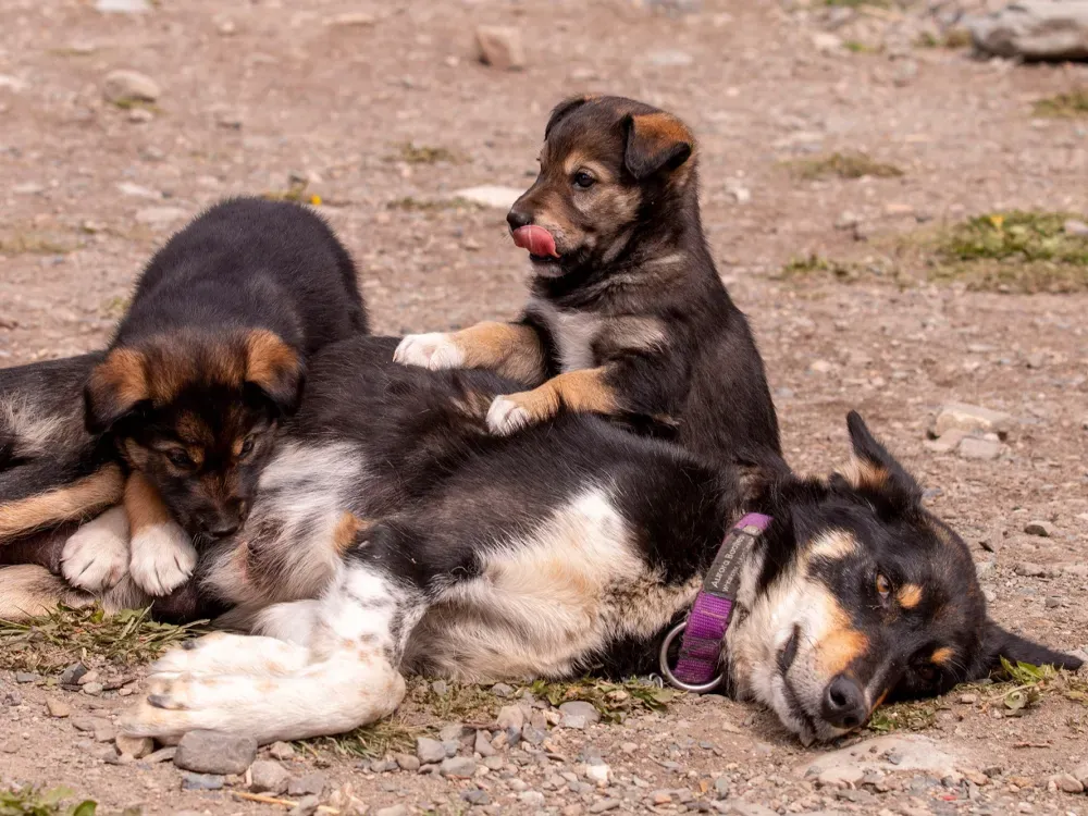 Emerald Lake + Tushi Dog mushing camp - 2