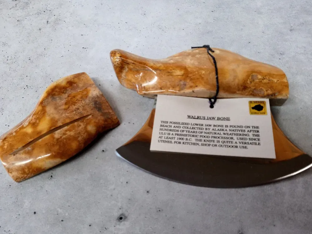 Walrus Jaw Bone Ulu - 2