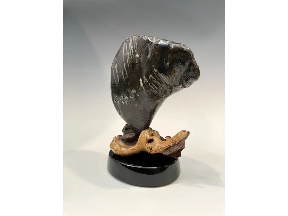 Fossil Mammoth Molar - 3