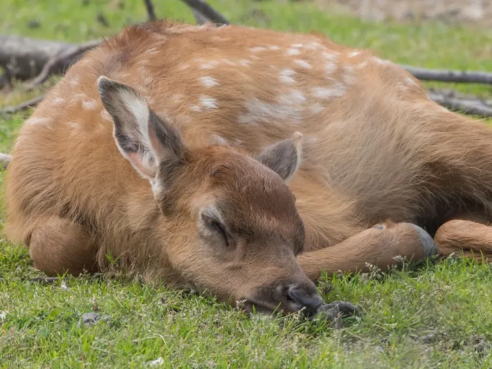 Glaciers & Wildlife: Super-Scenic Day Tour - 2