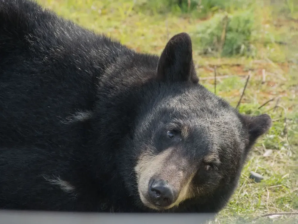 Glaciers & Wildlife: Super-Scenic Day Tour - 4