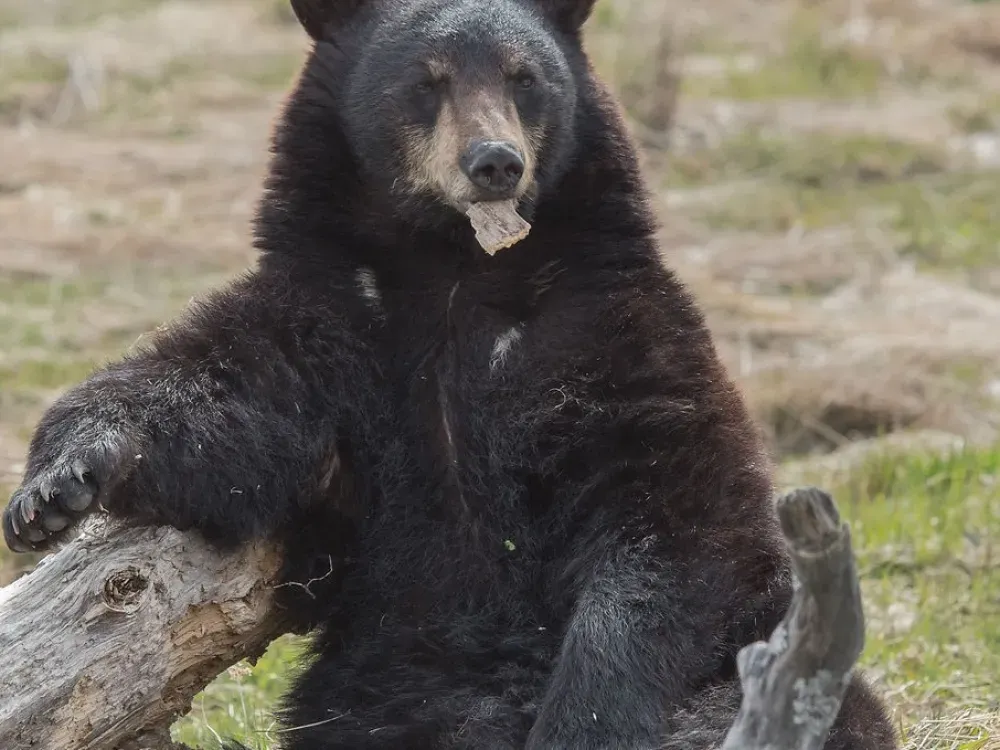 Alaska Wildlife Day Tour - 2