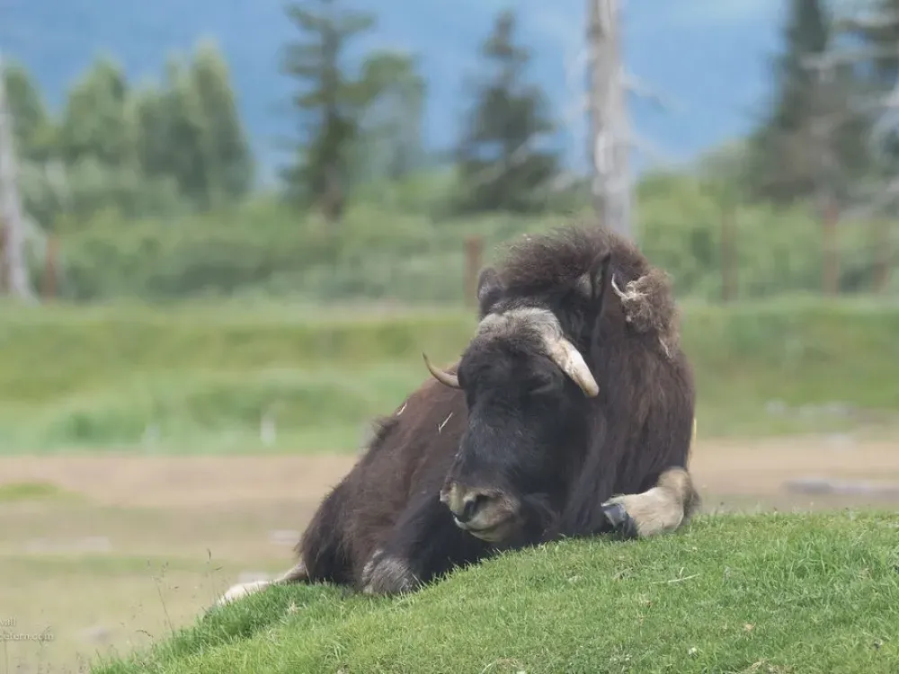 Alaska Wildlife Day Tour - 4