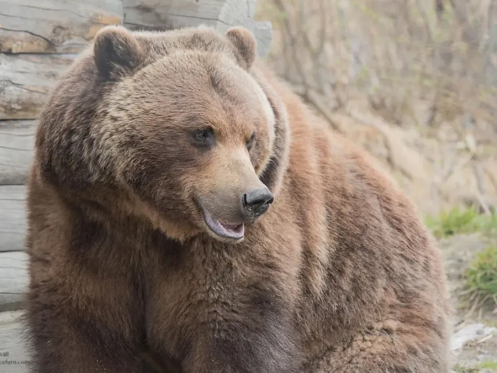 Alaska Wildlife Day Tour - 3