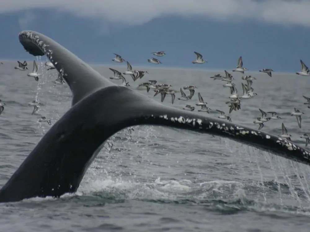 Private Whale Watching Charter With Island Stop (Up To 11 Guests) - 5