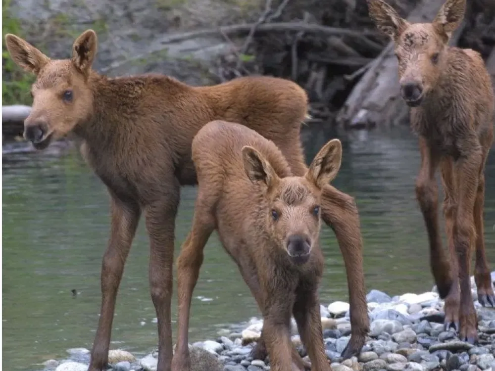 4 Hour Chulitna River Float Trip - 5