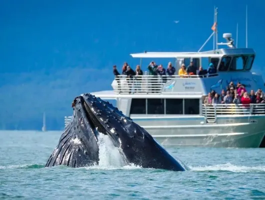 Juneau Whale Watching Tour