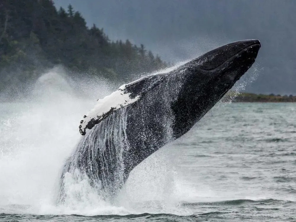 Juneau Whale Watching Tour - 3