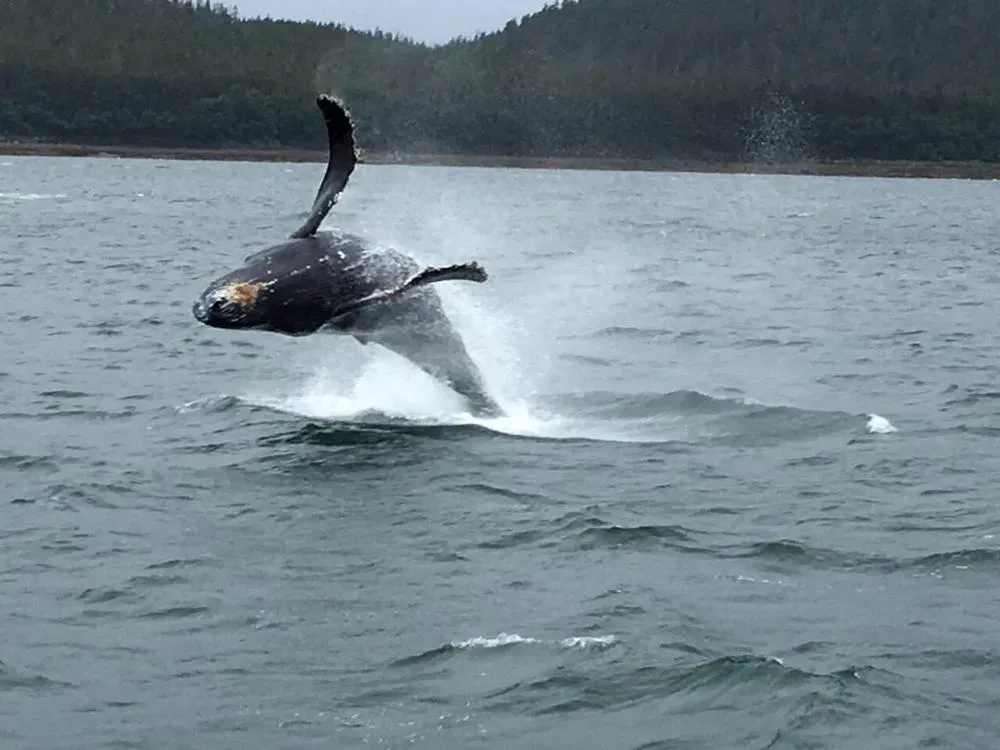 Juneau Whale Watching Tour - 2