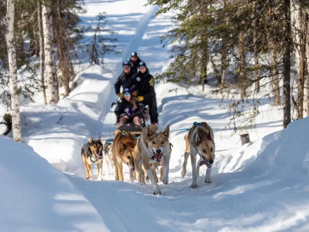 Iditarod Team Winter Sled Ride On Private Trails - 2