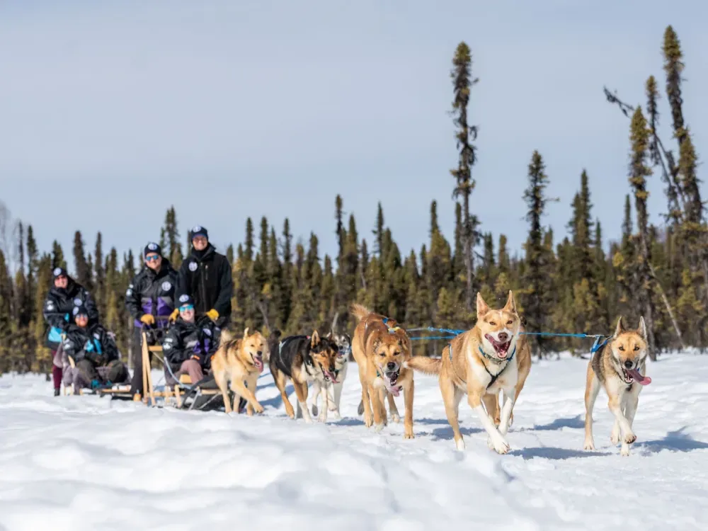 Iditarod Team Winter Sled Ride On Private Trails - 3
