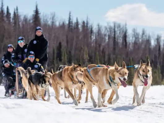 Iditarod Team Winter Sled Ride On Private Trails
