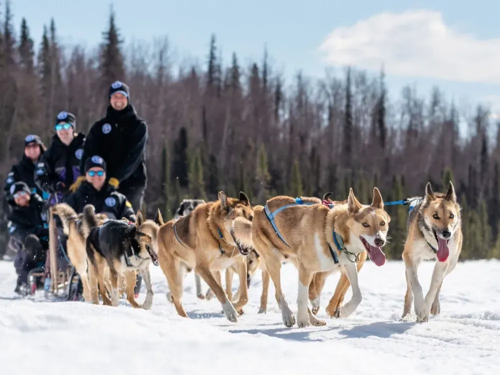 Iditarod Team Winter Sled Ride On Private Trails - 1