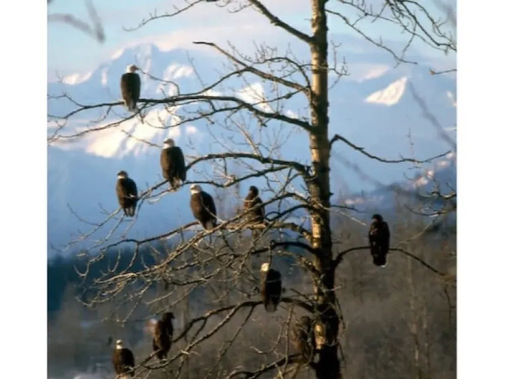 Chilkat Bald Eagle Preserve Rafting - Departs from Skagway - 3