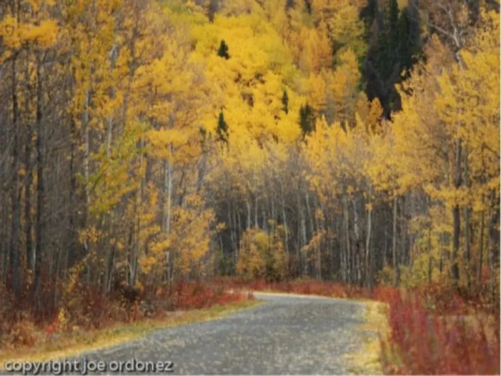 Chilkat Photography Tour- Haines Departure - 5