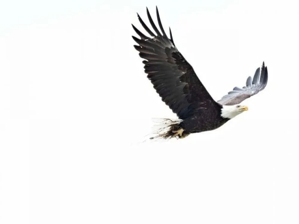 Chilkoot Lake Nature and Wildlife Viewing - Haines Departure - 2