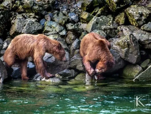Chilkoot Lake Nature and Wildlife Viewing - Haines Departure