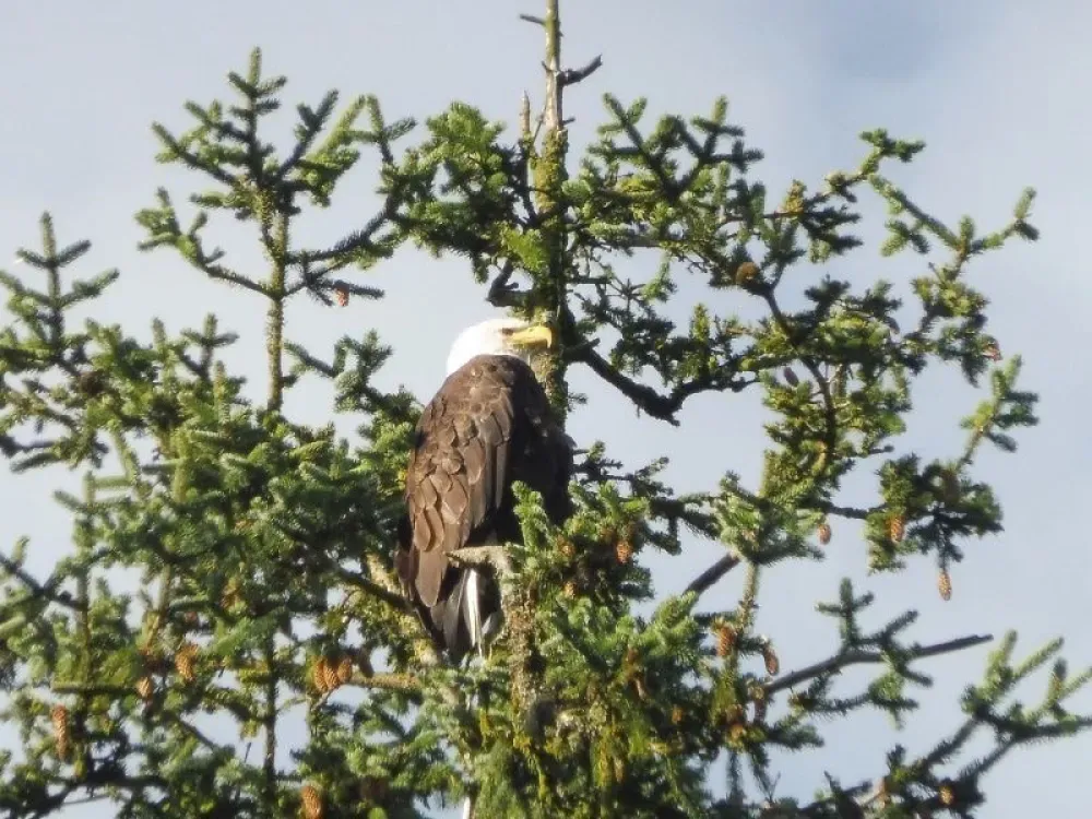 Chilkoot Lake Nature and Wildlife Viewing - Departs from Skagway - 3
