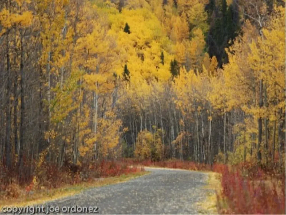 Chilkat Photography Tour- Departs from Skagway - 2