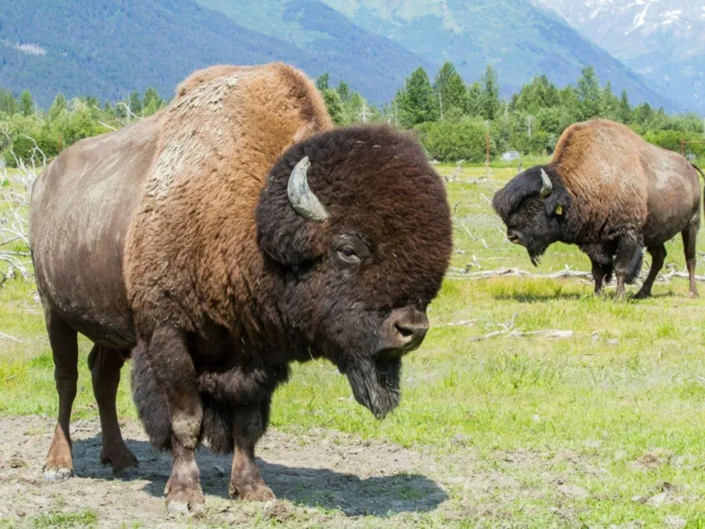 Anchorage Wildlife Tour - 5