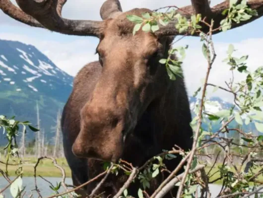 Anchorage Wildlife Tour