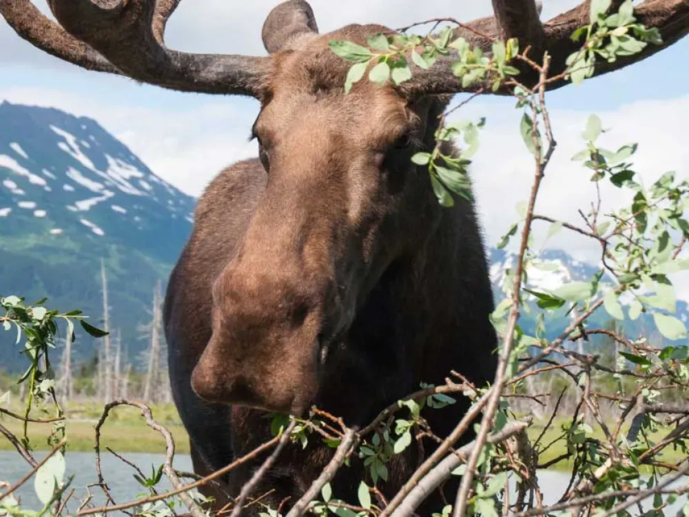 Anchorage Wildlife Tour - 2