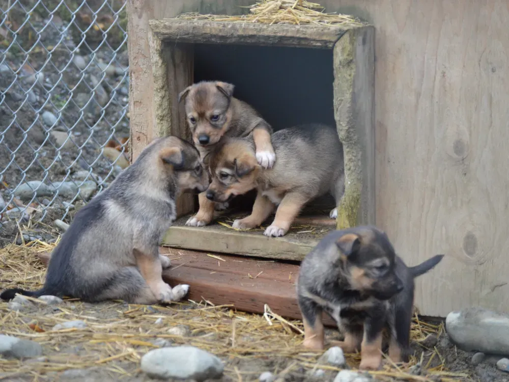 Dallas Seavey Talkeetna Dryland Dog Sledding Tour - 5