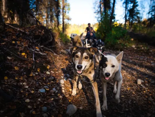 Dallas Seavey Talkeetna Dryland Dog Sledding Tour