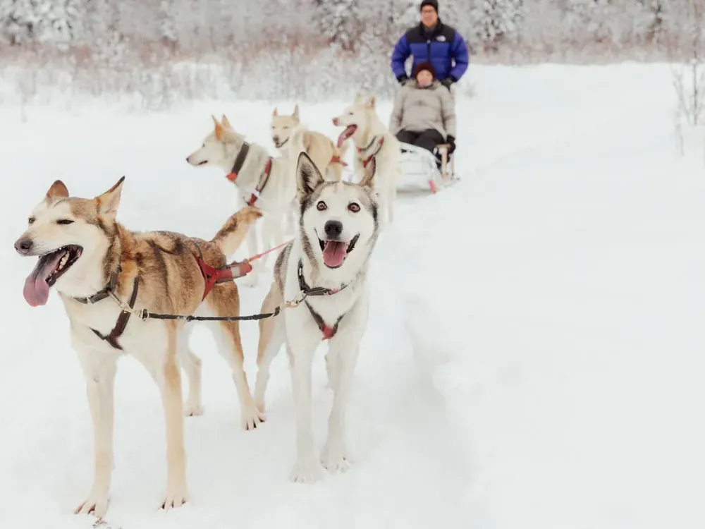 Dallas Seavey Talkeetna Winter Dog Sledding - Anchorage Departure - 4
