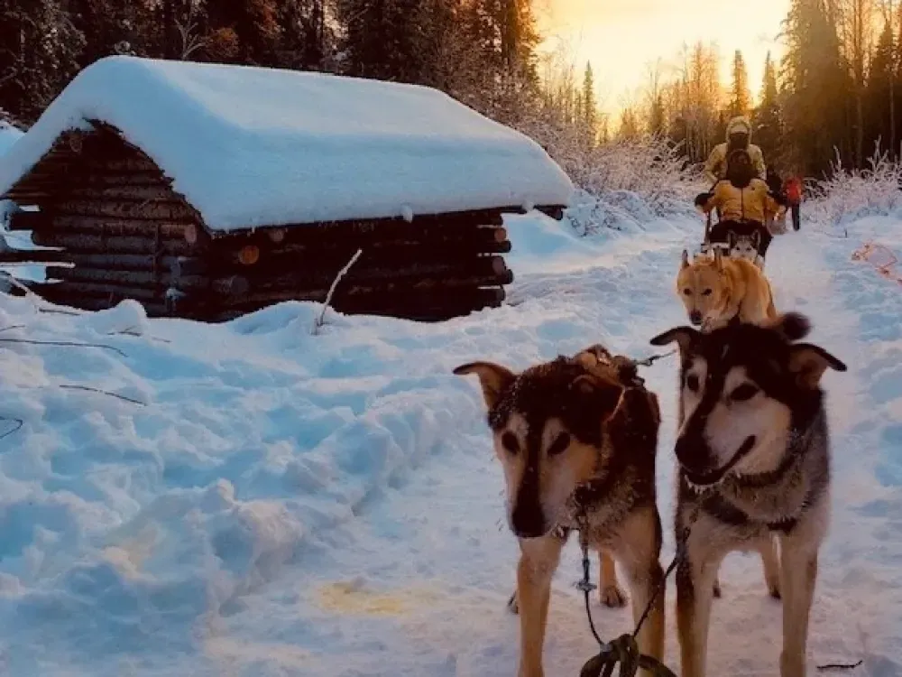 Dallas Seavey Talkeetna Winter Dog Sledding - Anchorage Departure - 3