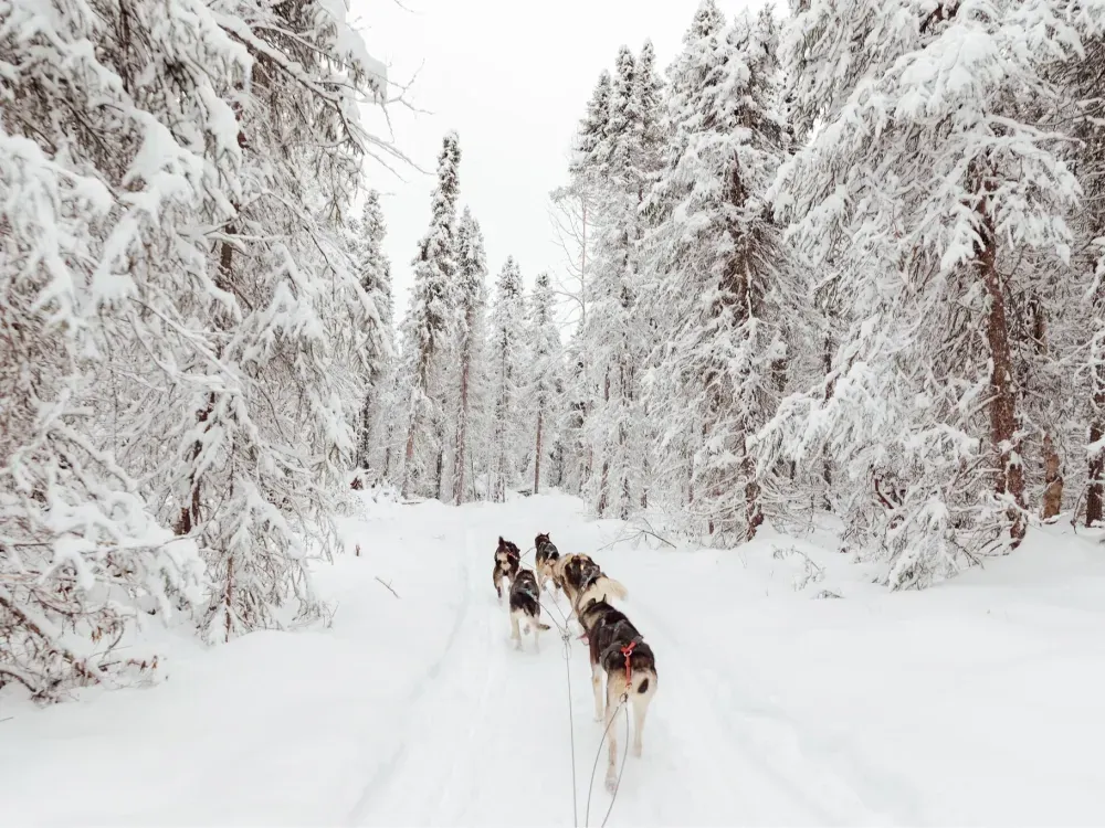 Dallas Seavey Talkeetna Winter Dog Sledding - Anchorage Departure - 5