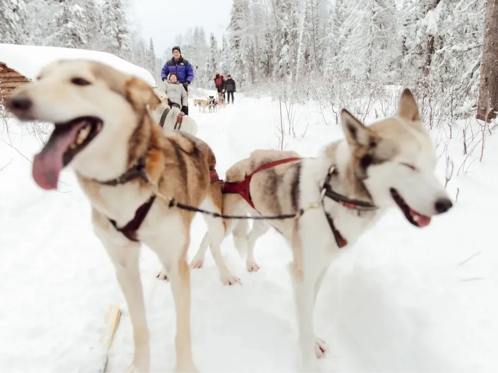 Dallas Seavey Talkeetna Winter Dog Sledding - Anchorage Departure - 1