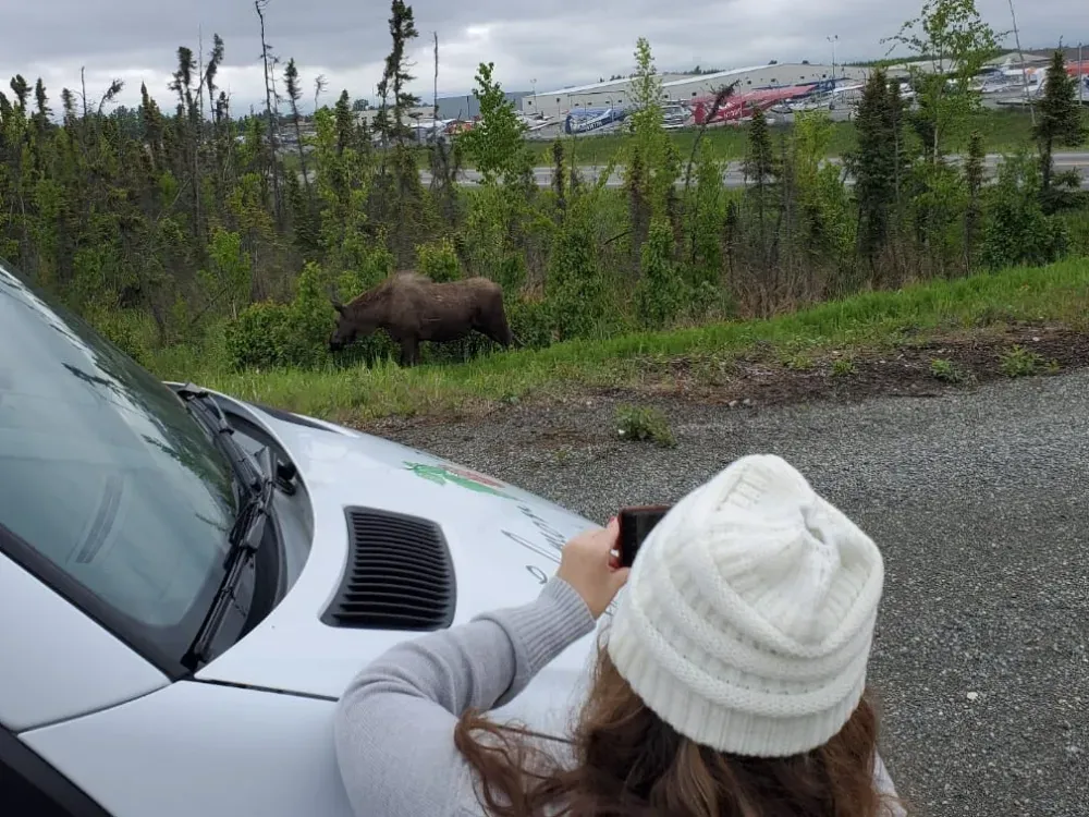 Cruise Ship Tour and Transfer: Whittier to Anchorage - 2
