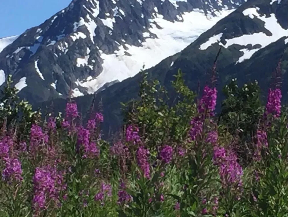 Cruise Ship Tour and Transfer: Anchorage to Seward - 5