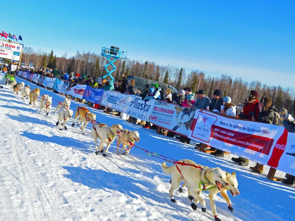Iditarod Annual Starting Line Event - Willow - 2